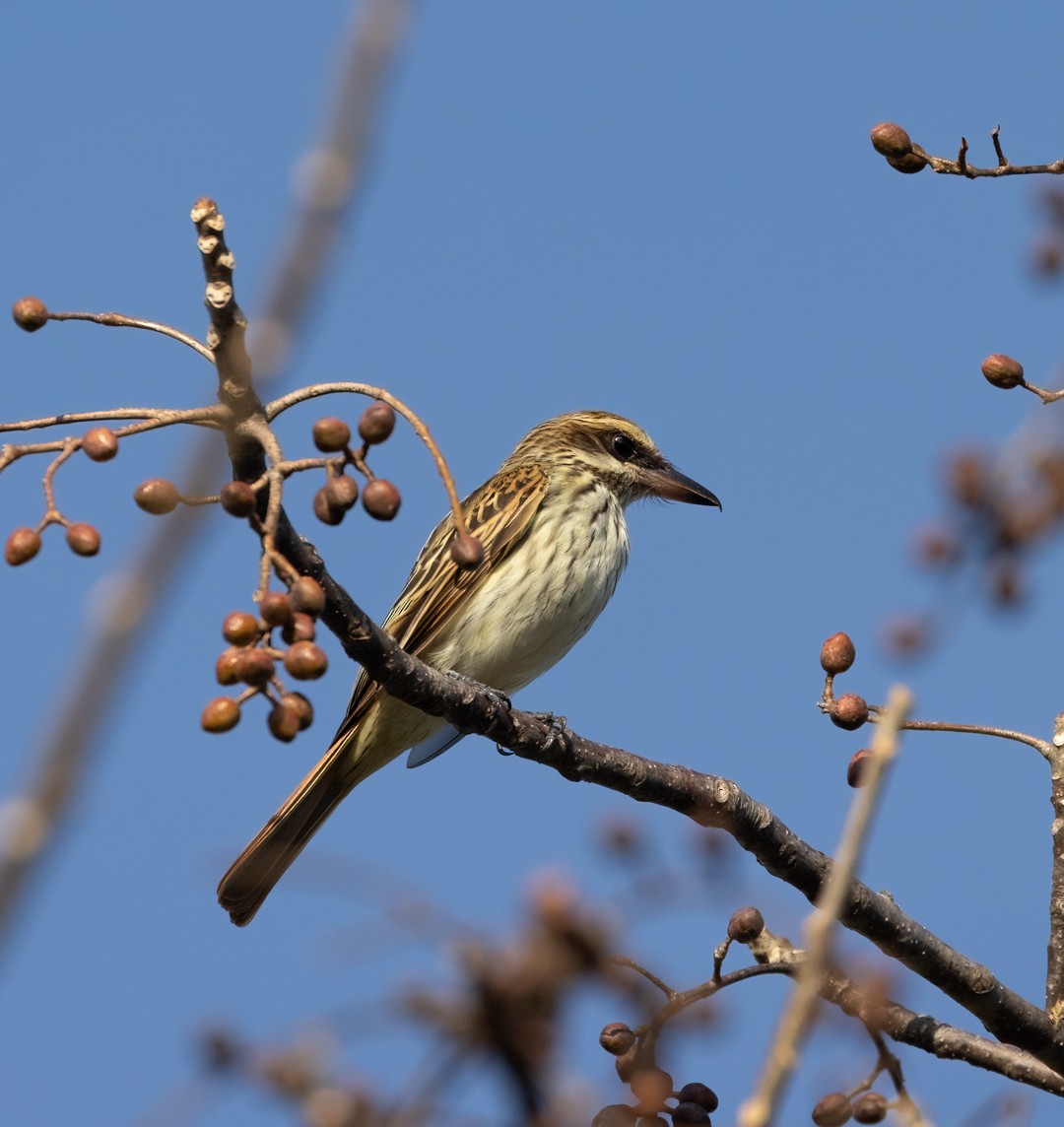 Streaked Flycatcher - ML643057496
