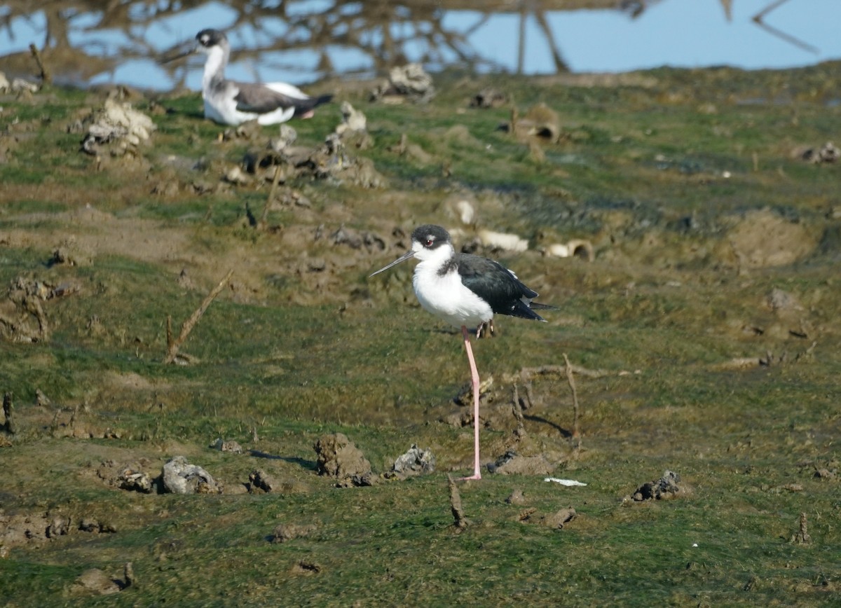 Cigüeñuela Cuellinegra - ML643057503