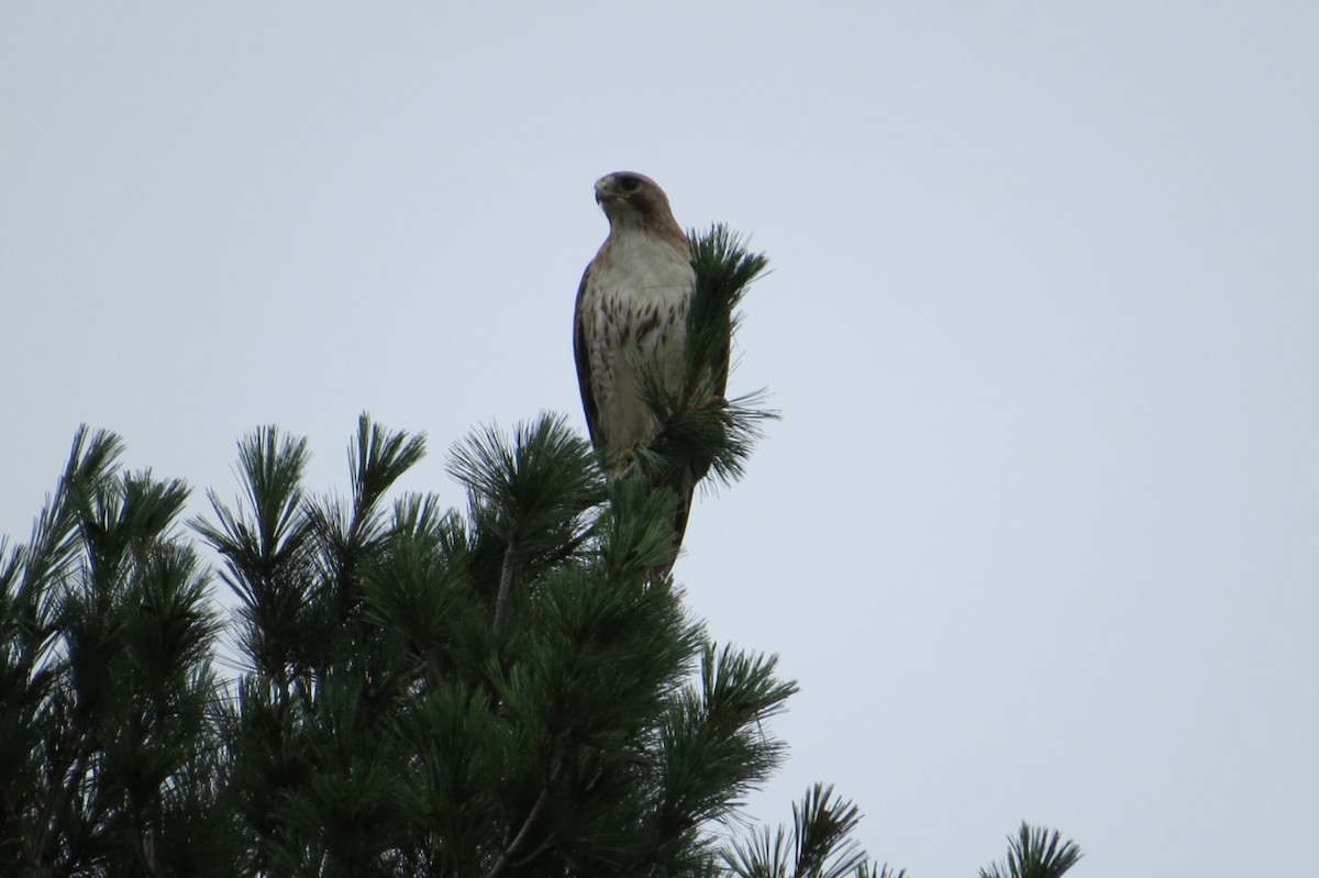 Red-tailed Hawk - Peter Gagarin