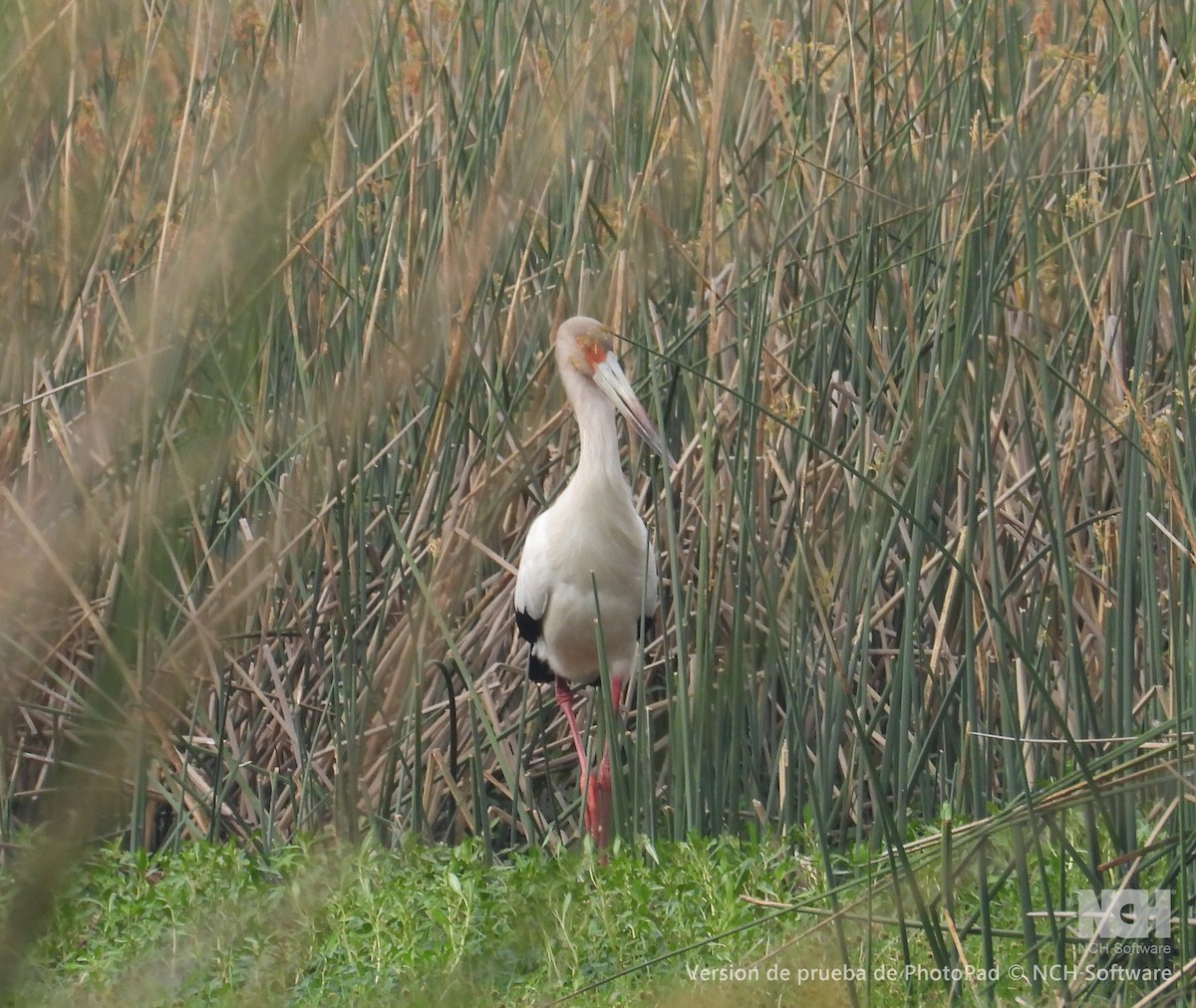 Maguari Stork - ML643057529