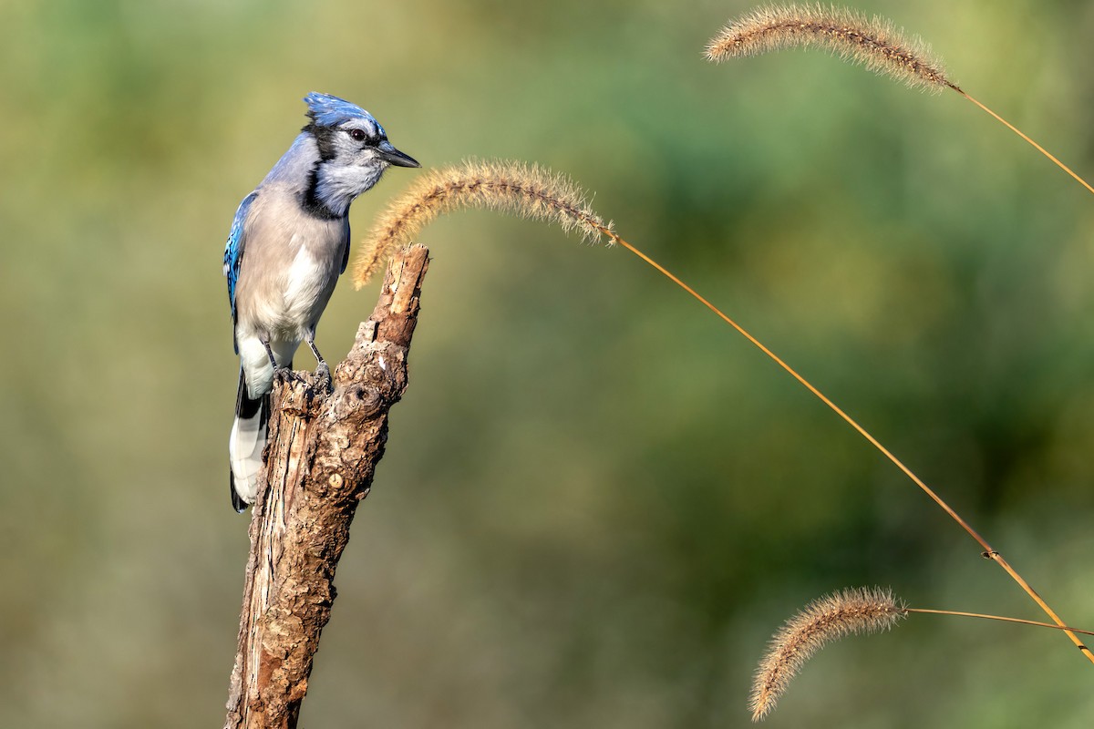 Blue Jay - ML643057537