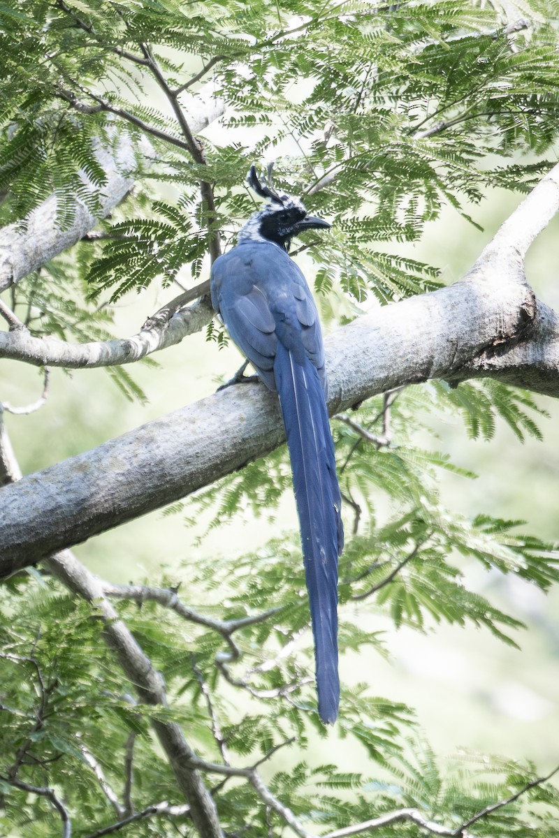 Black-throated Magpie-Jay - ML643057542
