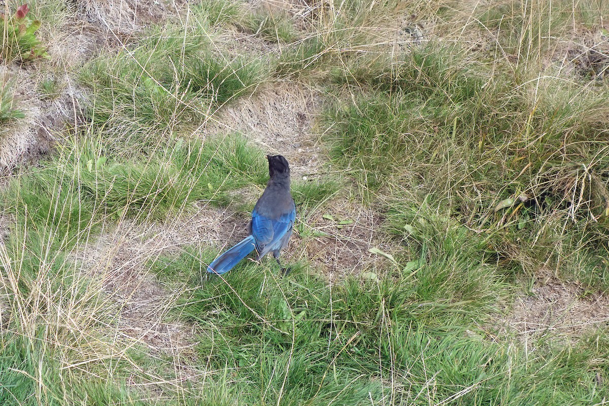 Steller's Jay - ML643057546