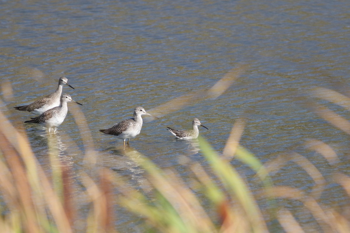 Stilt Sandpiper - ML643057553