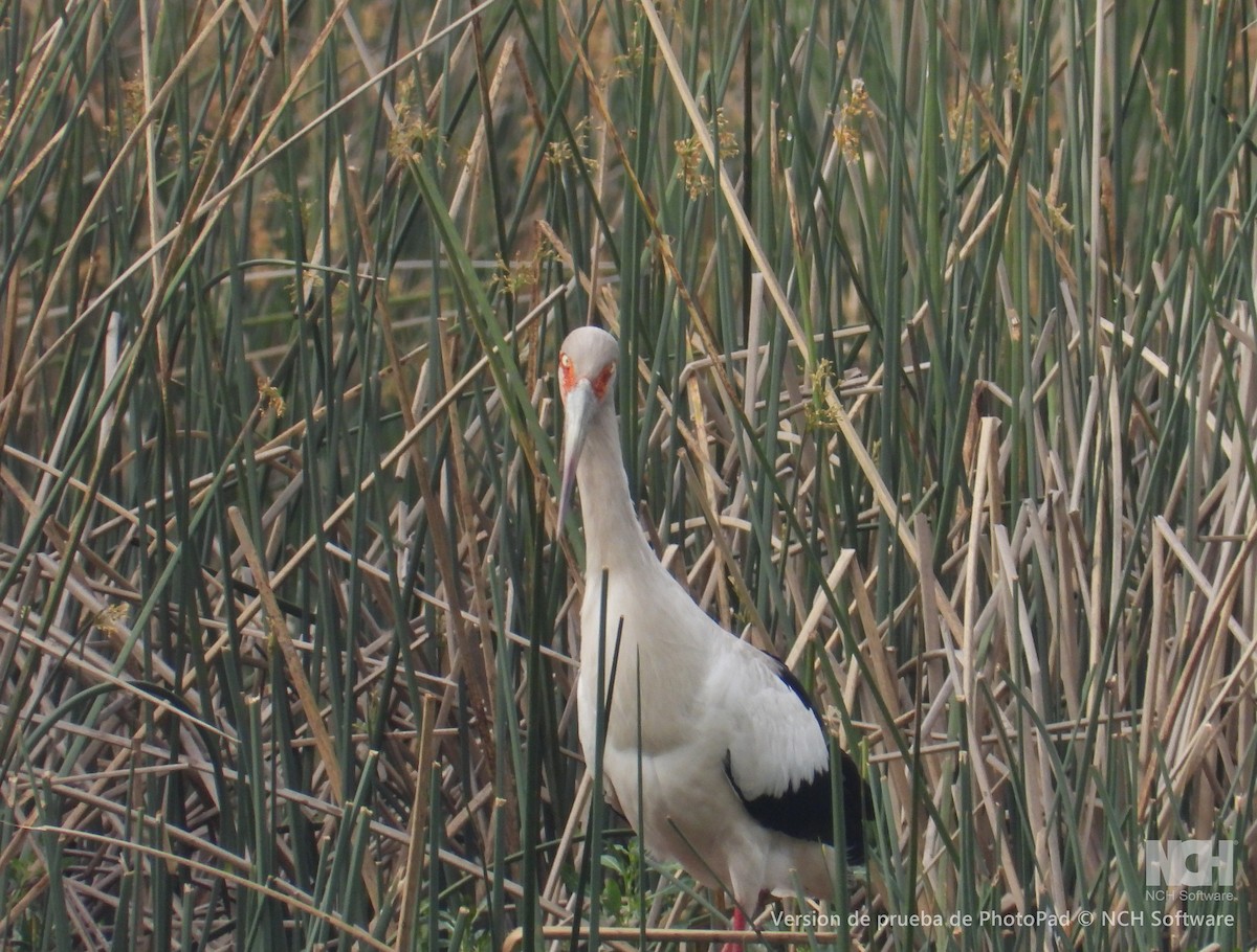 Maguari Stork - ML643057587