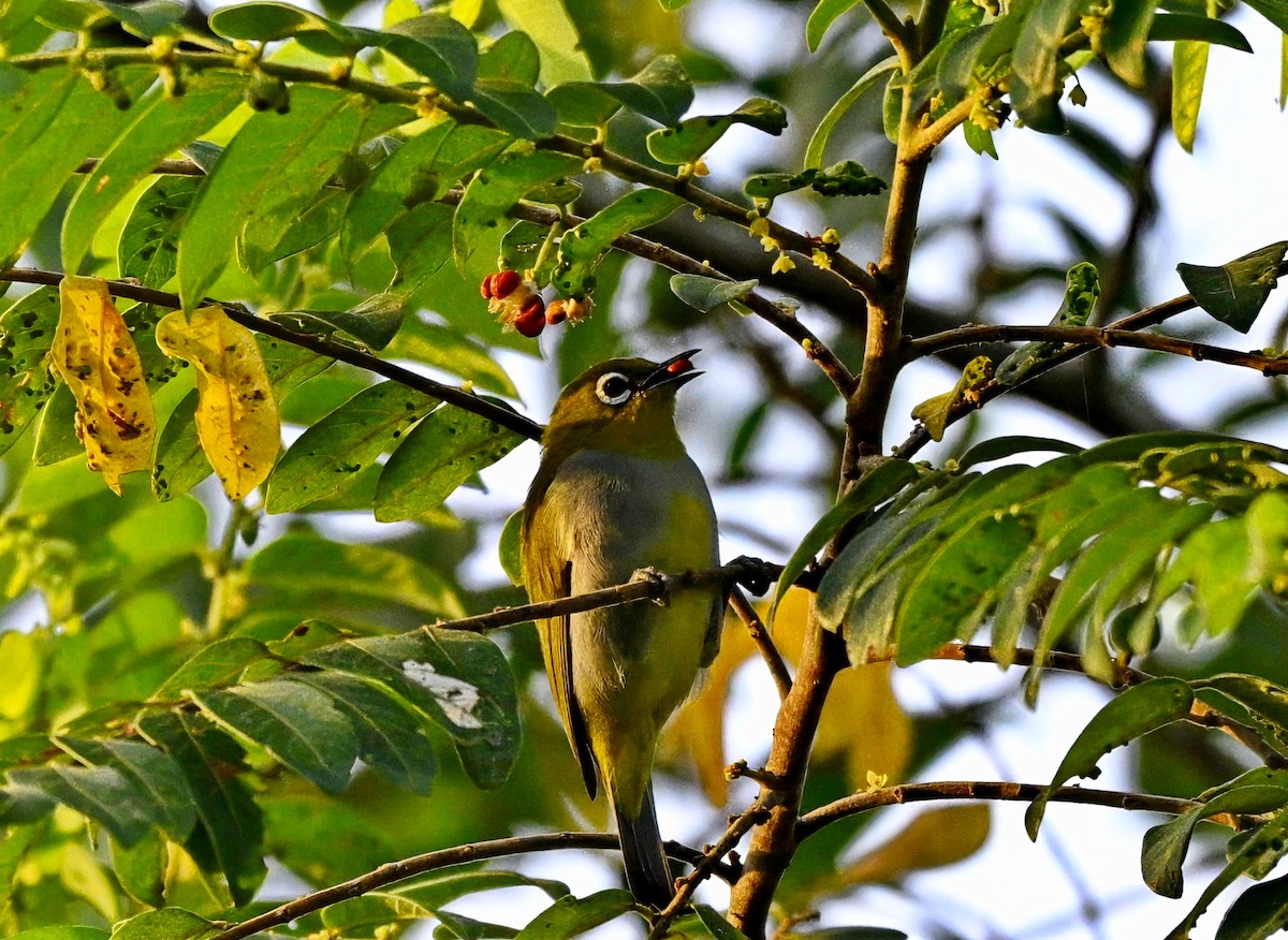 Hume's White-eye - ML643057593