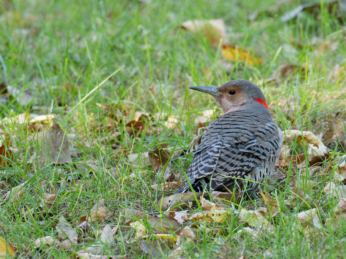 Northern Flicker - ML643057629