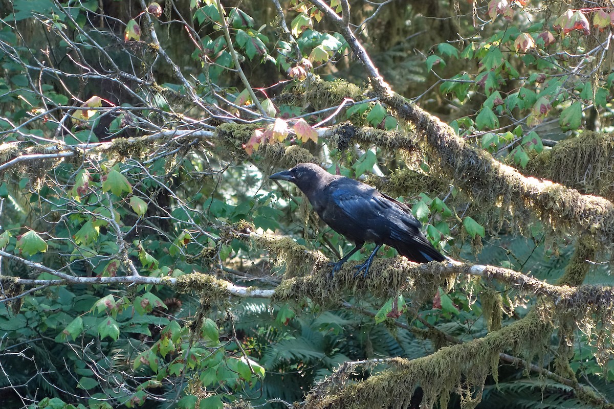 American Crow - ML643057653