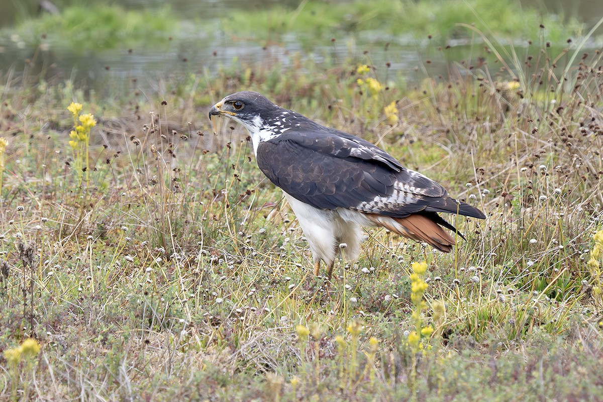 Augur Buzzard (Augur) - ML643057658