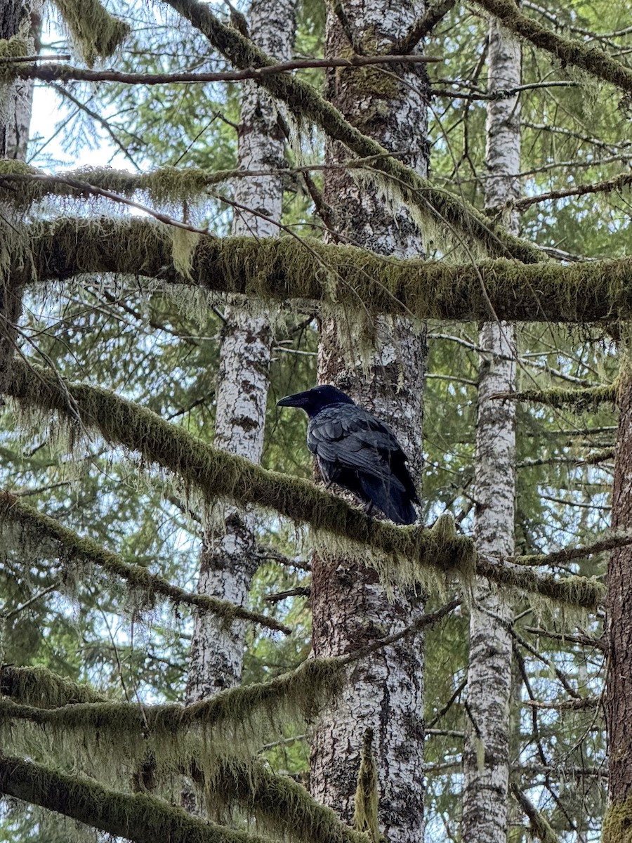 Common Raven - ML643057678