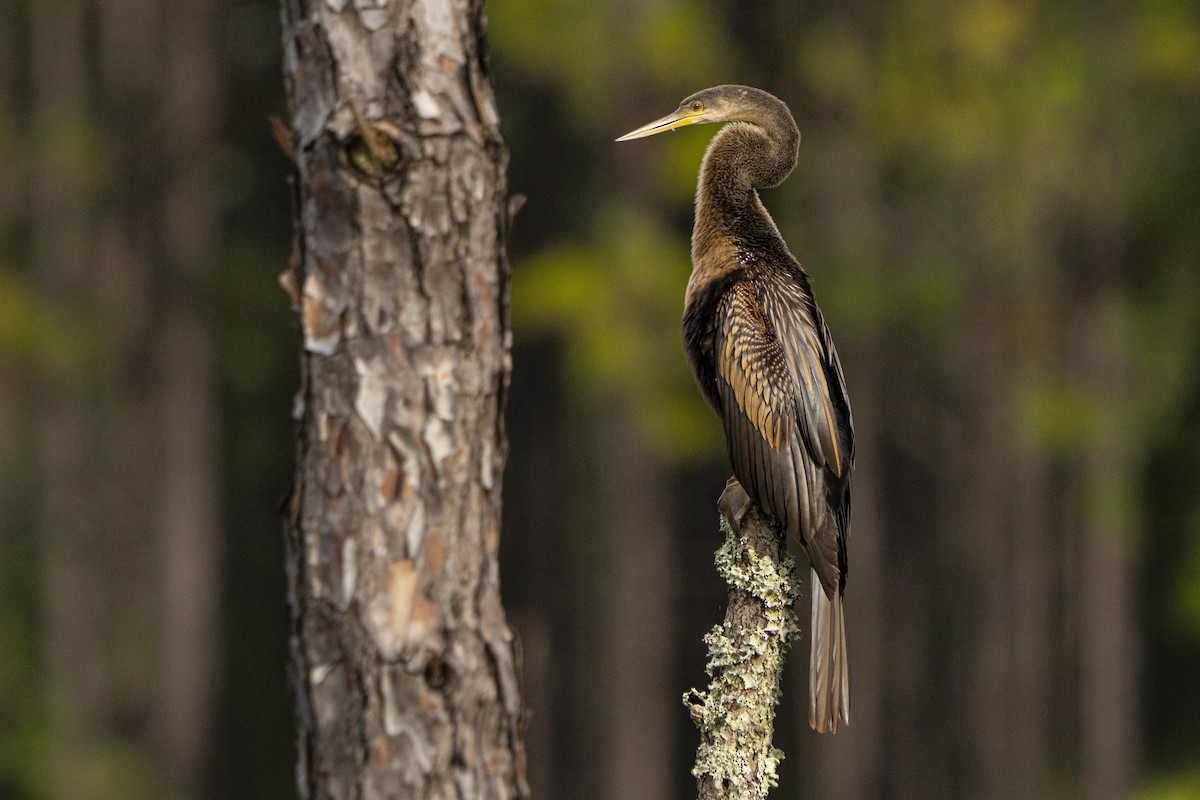Anhinga - ML643057682