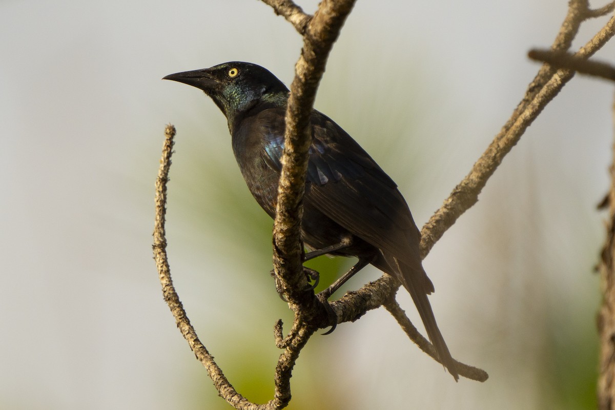 Common Grackle - ML643057687