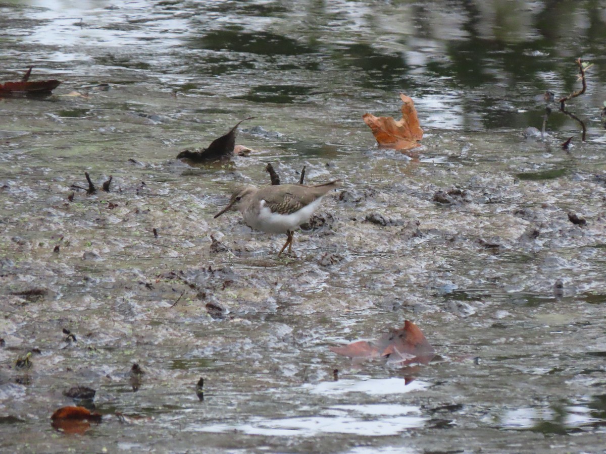 Spotted Sandpiper - ML643057688
