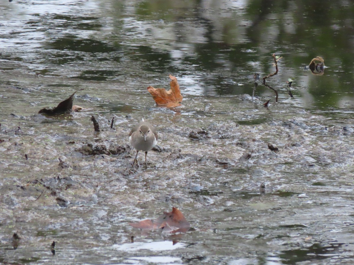 Spotted Sandpiper - ML643057690