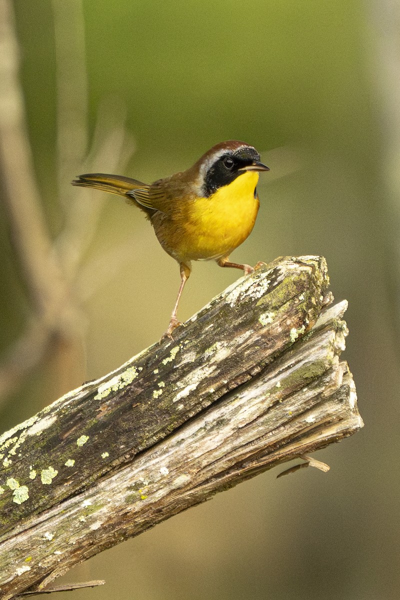 Common Yellowthroat - ML643057693