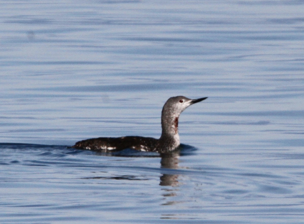 Red-throated Loon - ML643057701