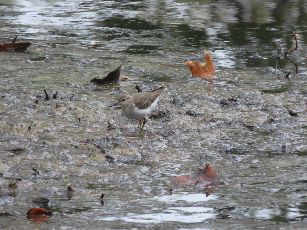Spotted Sandpiper - ML643057702