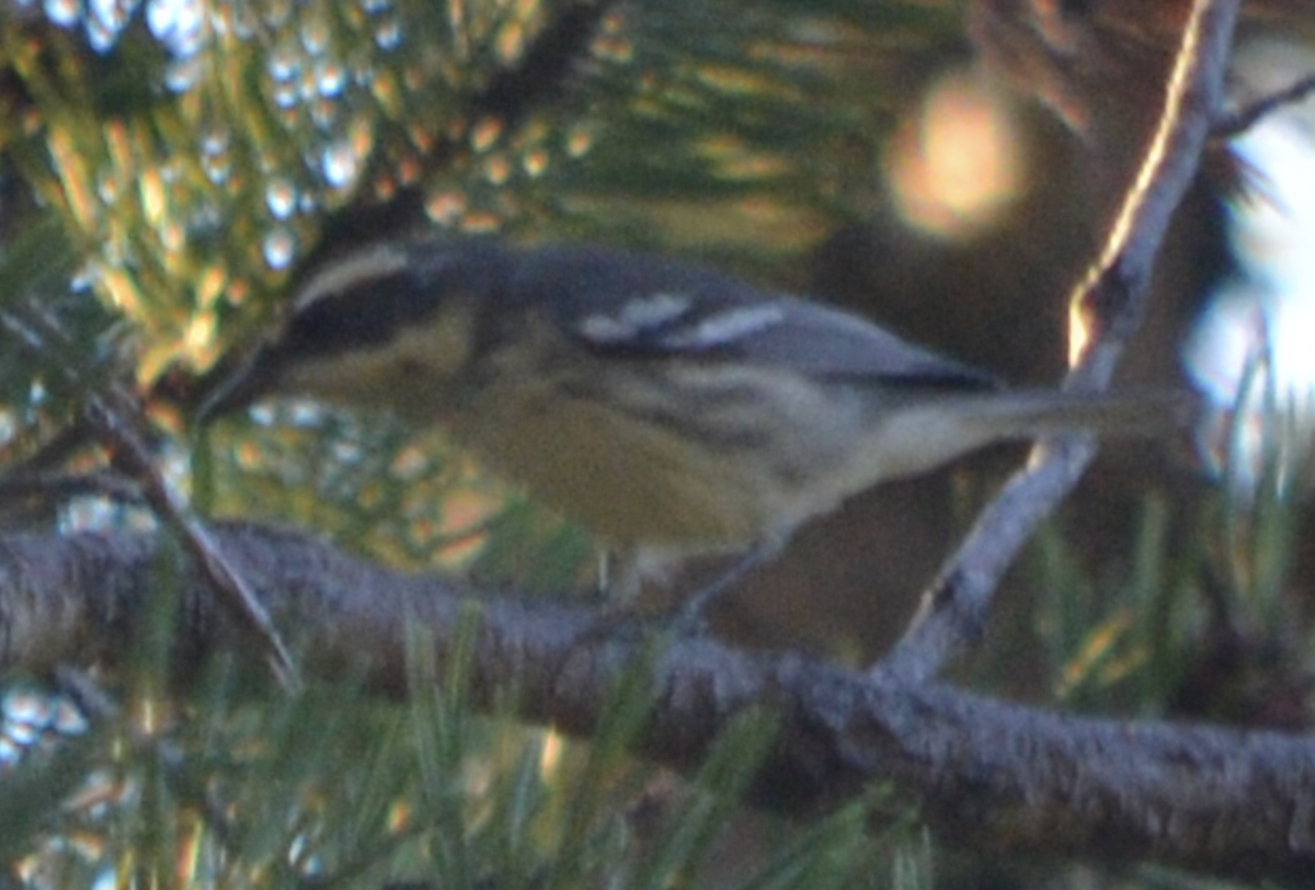 Black-throated Gray Warbler - ML643057712