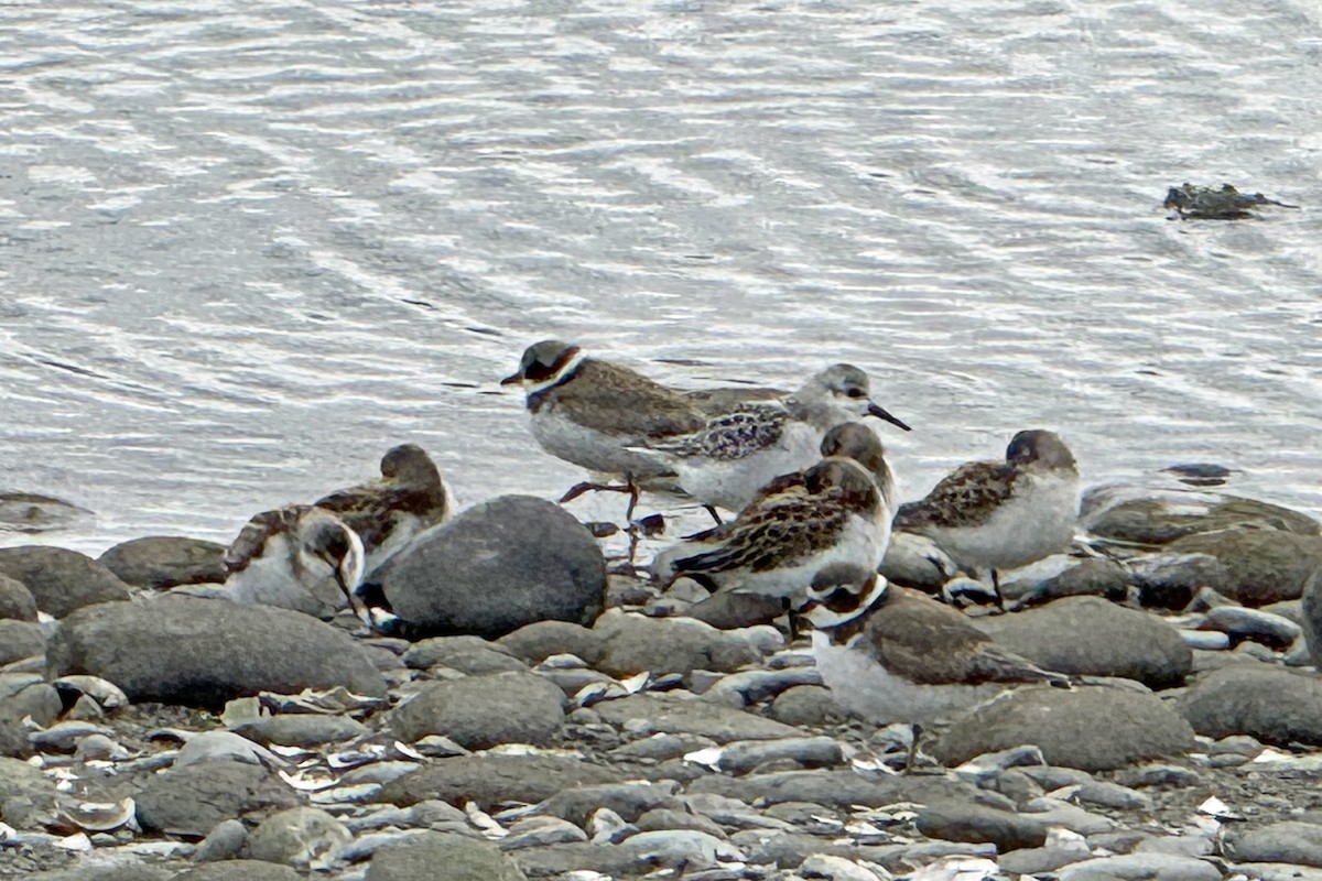 Baird's Sandpiper - ML643057715
