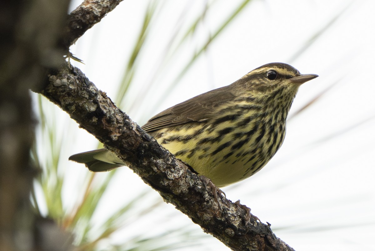 Northern Waterthrush - ML643057723