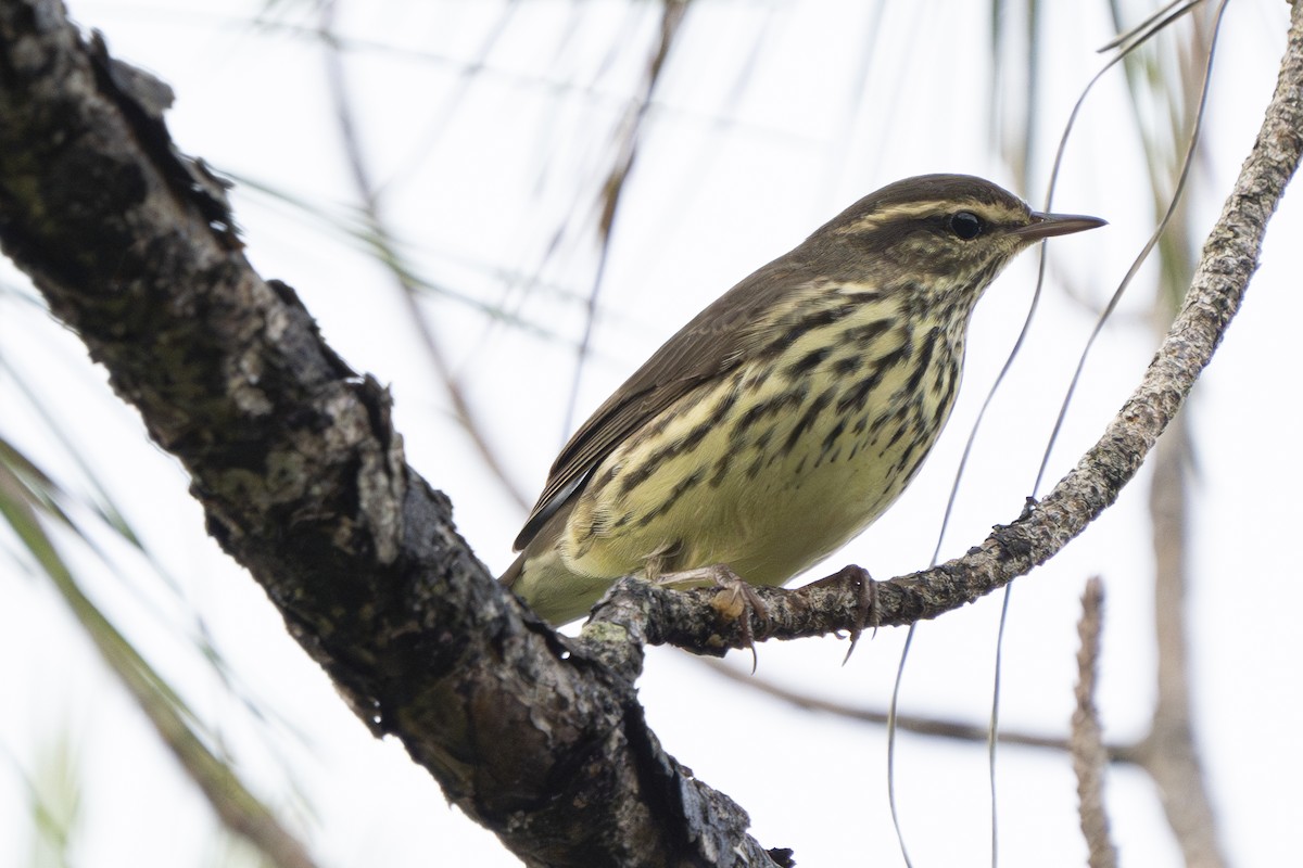 Northern Waterthrush - ML643057724