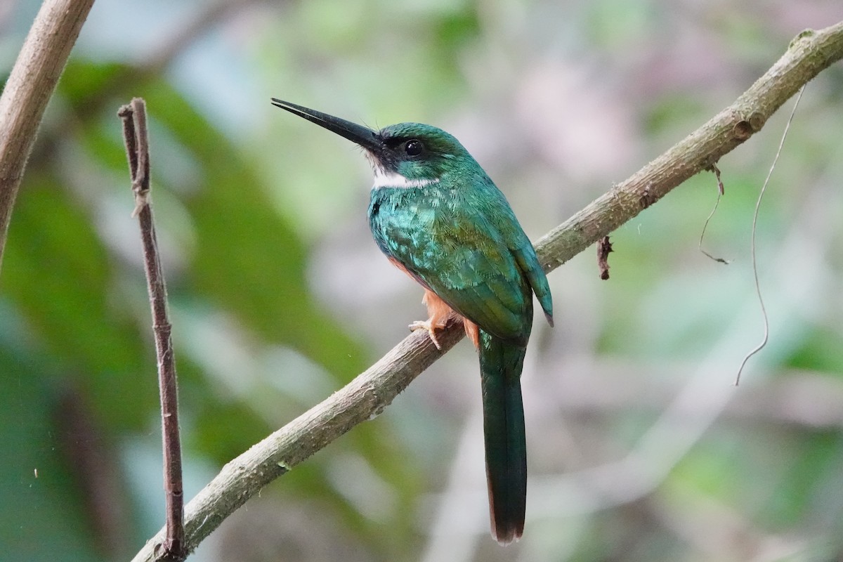 Rufous-tailed Jacamar - ML643057735