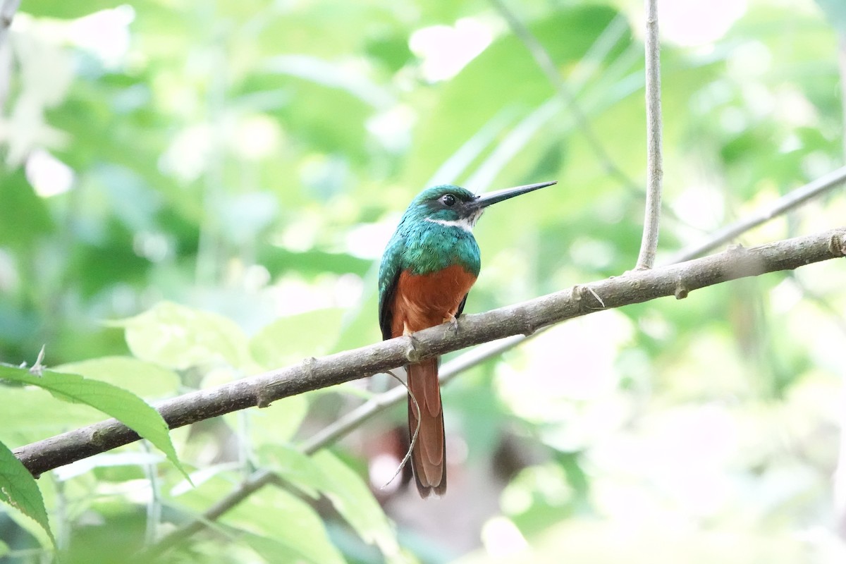Rufous-tailed Jacamar - ML643057736