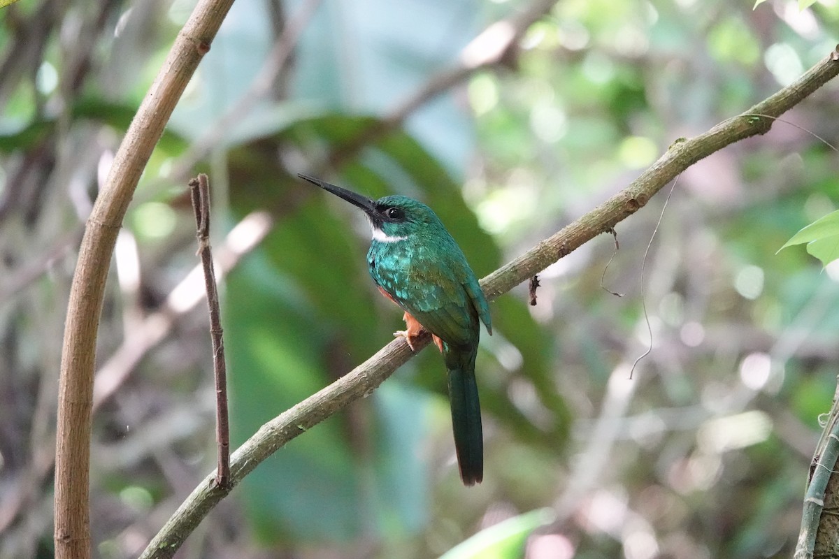 Rufous-tailed Jacamar - ML643057737