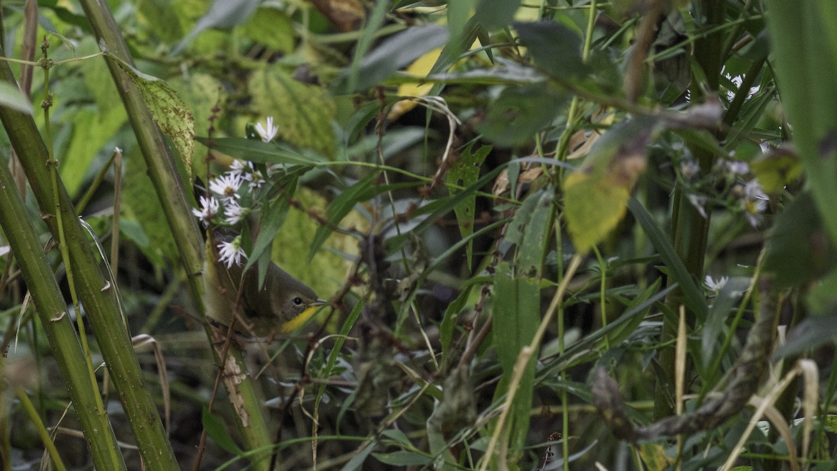 Common Yellowthroat - ML643057742