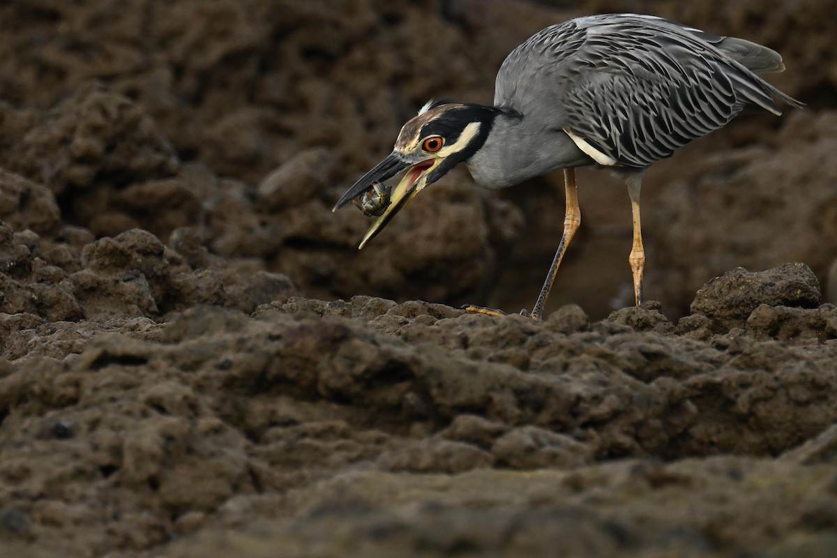 Yellow-crowned Night Heron - ML643057762