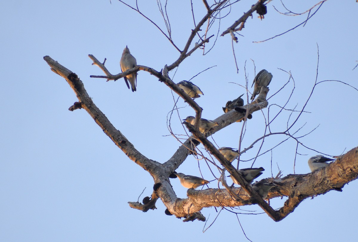 Daurian Starling - ML643057765