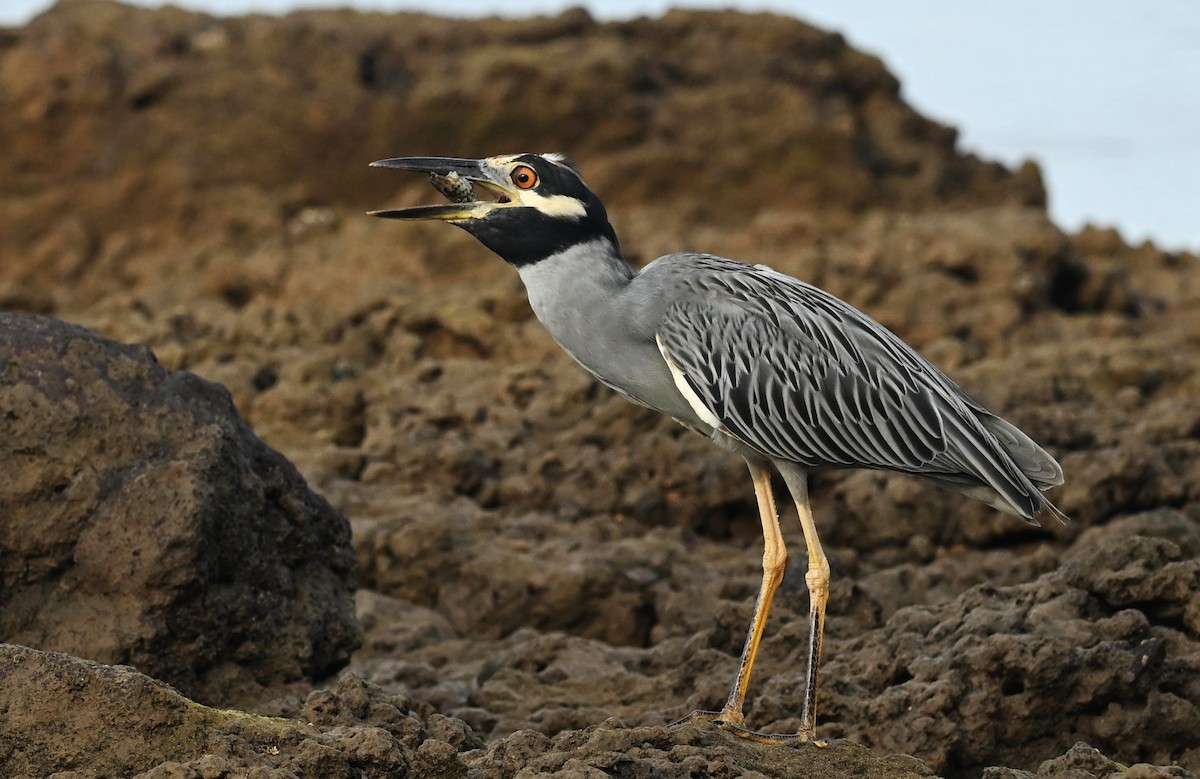 Yellow-crowned Night Heron - ML643057777