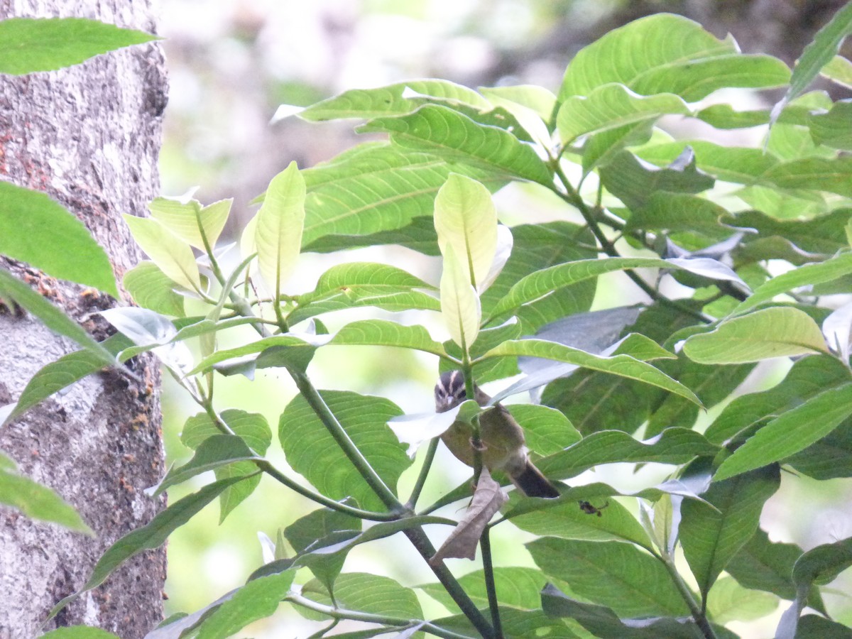 Three-striped Warbler - ML643057778