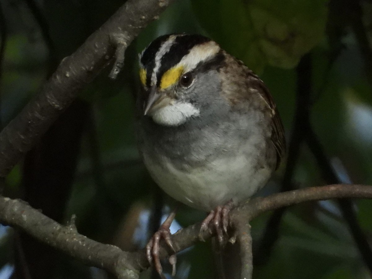 White-throated Sparrow - ML643057782