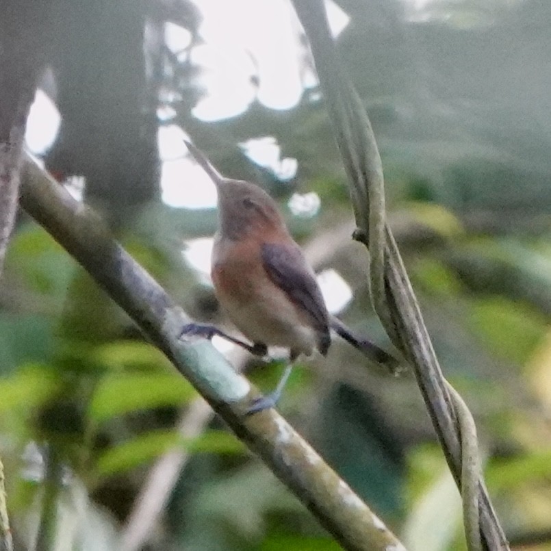 Long-billed Gnatwren - ML643057794
