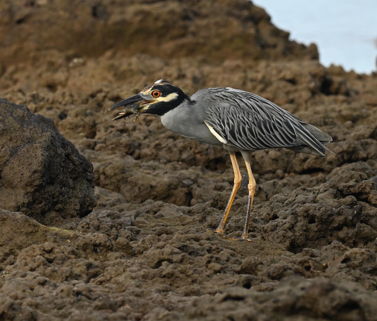 Yellow-crowned Night Heron - ML643057801