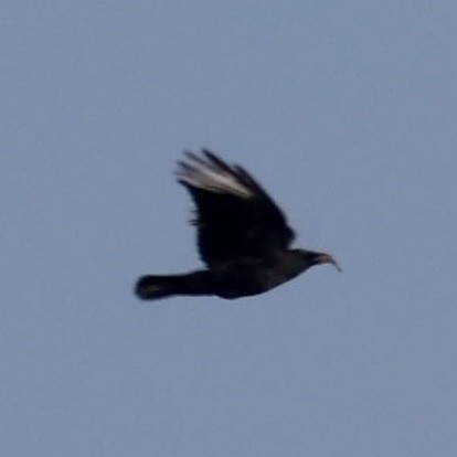 アメリカガラス - ML643057817