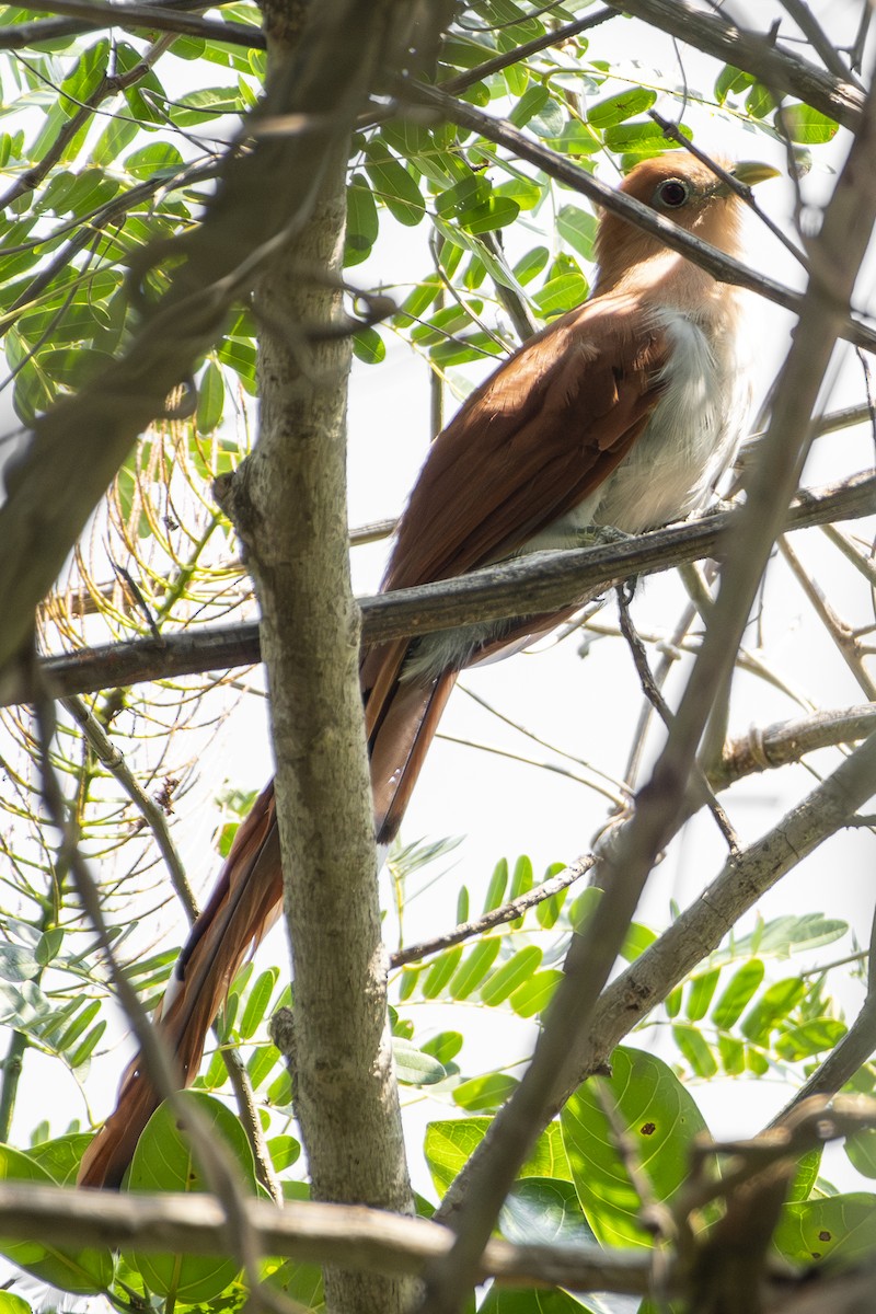 Mexican Squirrel-Cuckoo - ML643057826