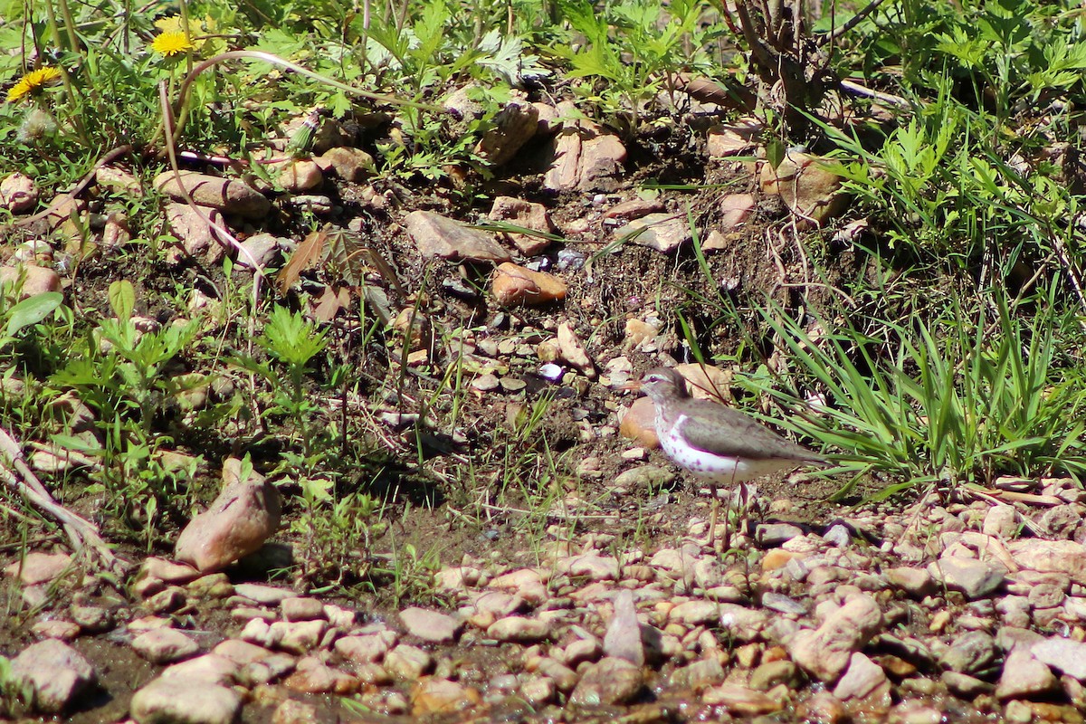 Spotted Sandpiper - ML643057829