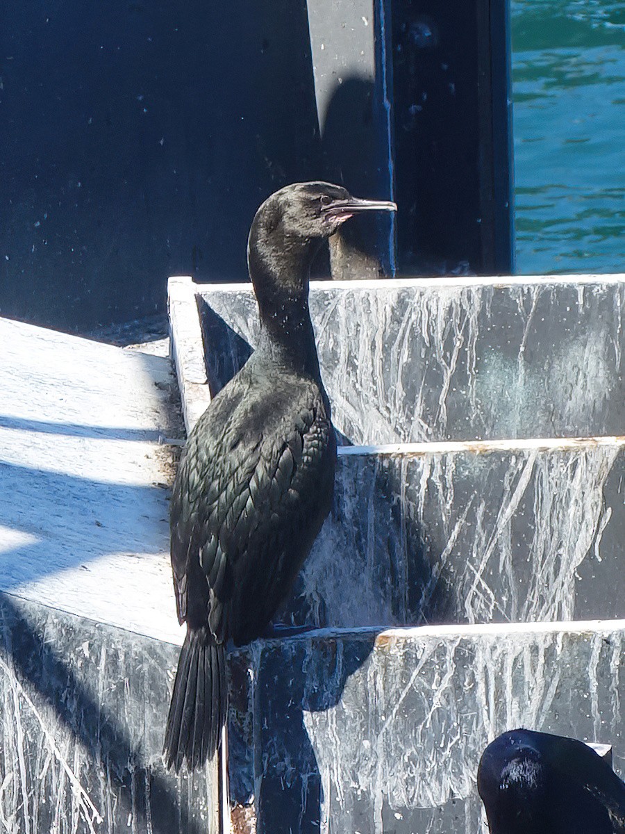 Brandt's Cormorant - ML643057830