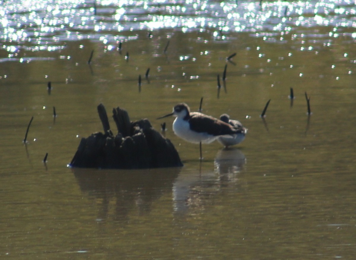 Black-necked Stilt - ML643057836