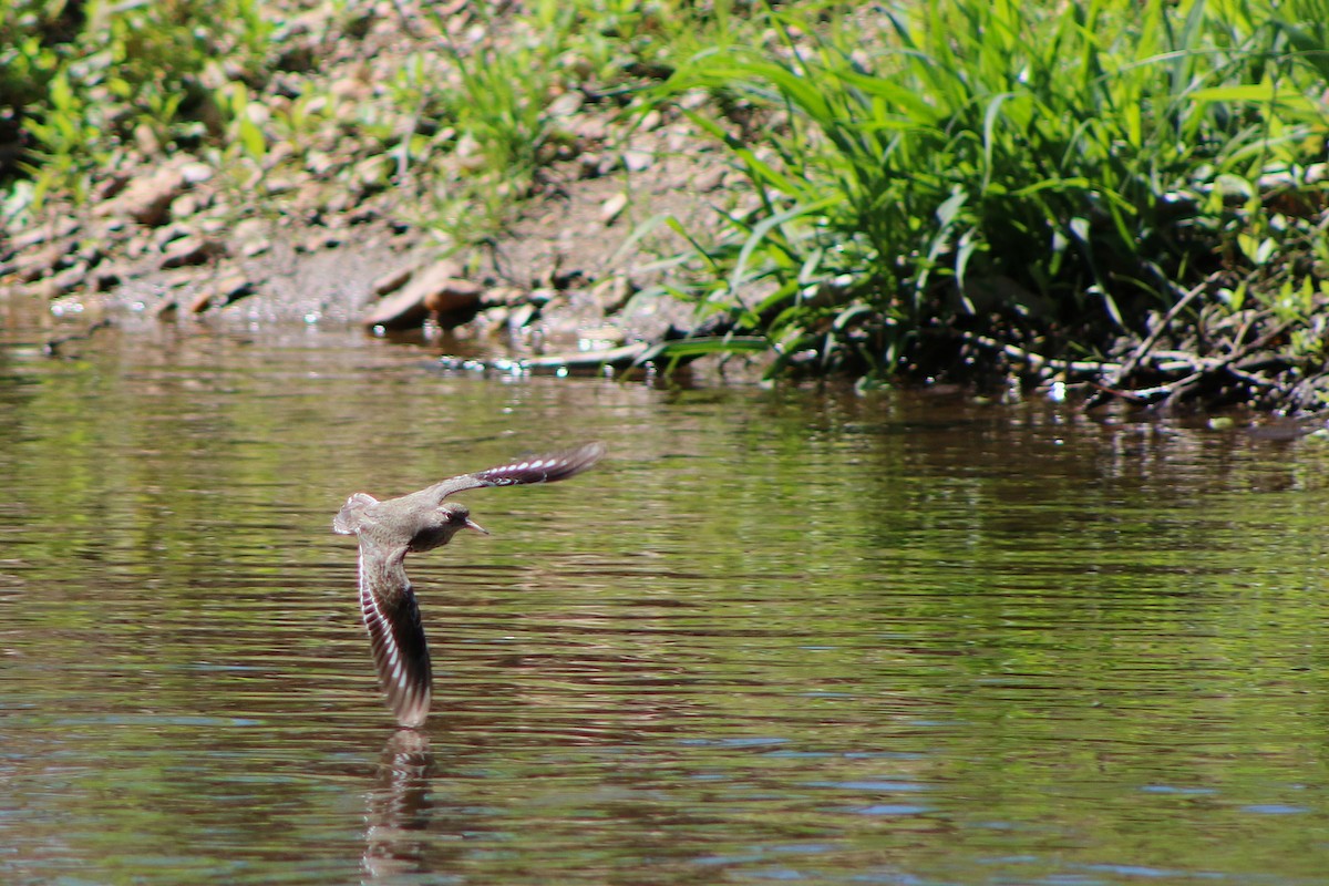 Spotted Sandpiper - ML643057855