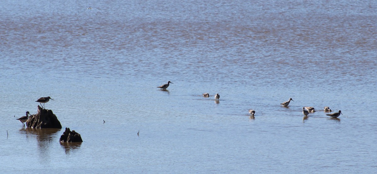 Greater Yellowlegs - ML643057857