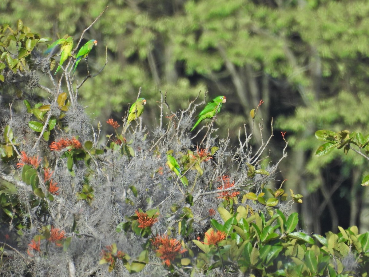 Crimson-fronted Parakeet - ML643057868