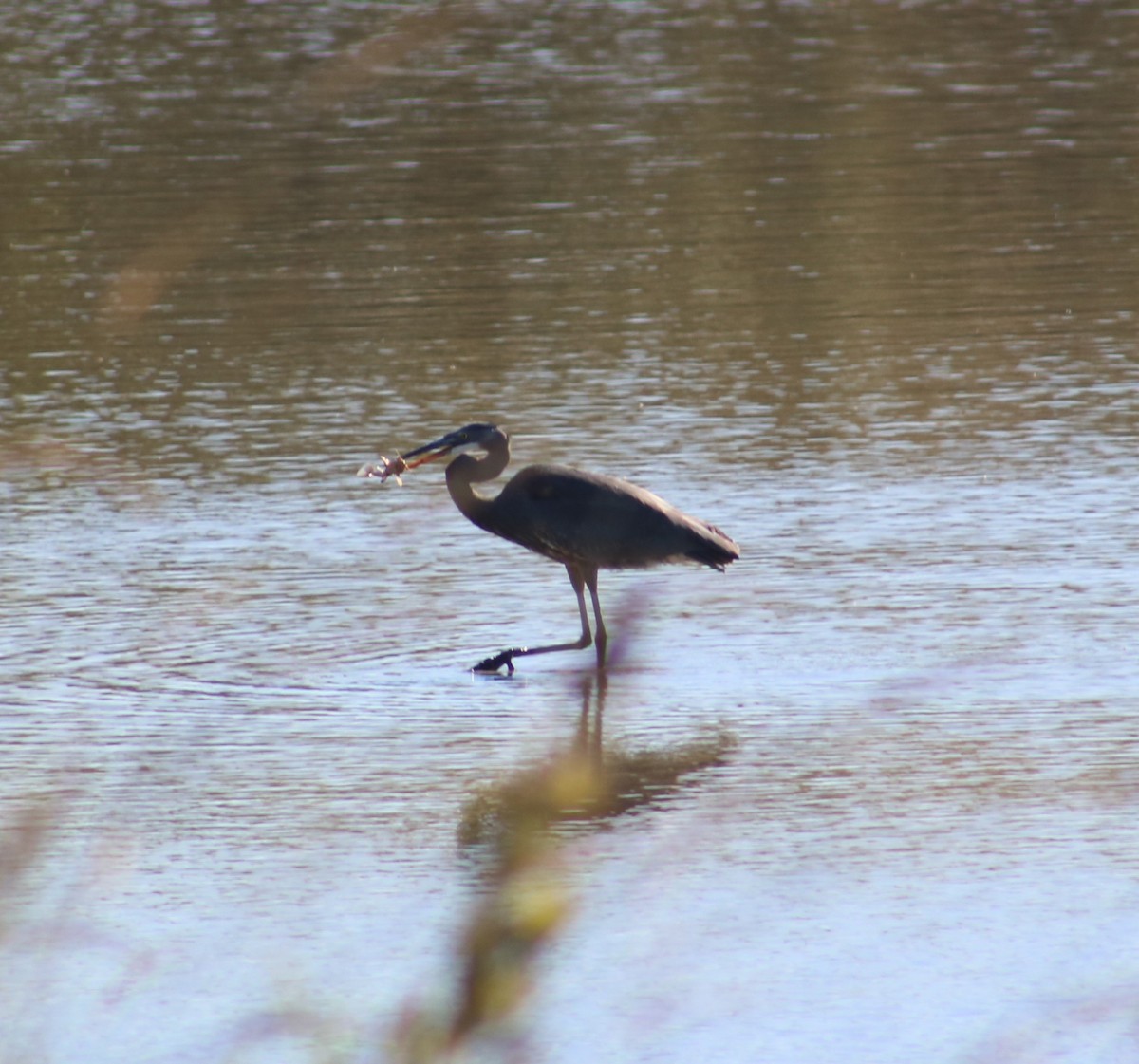 Great Blue Heron - ML643057869