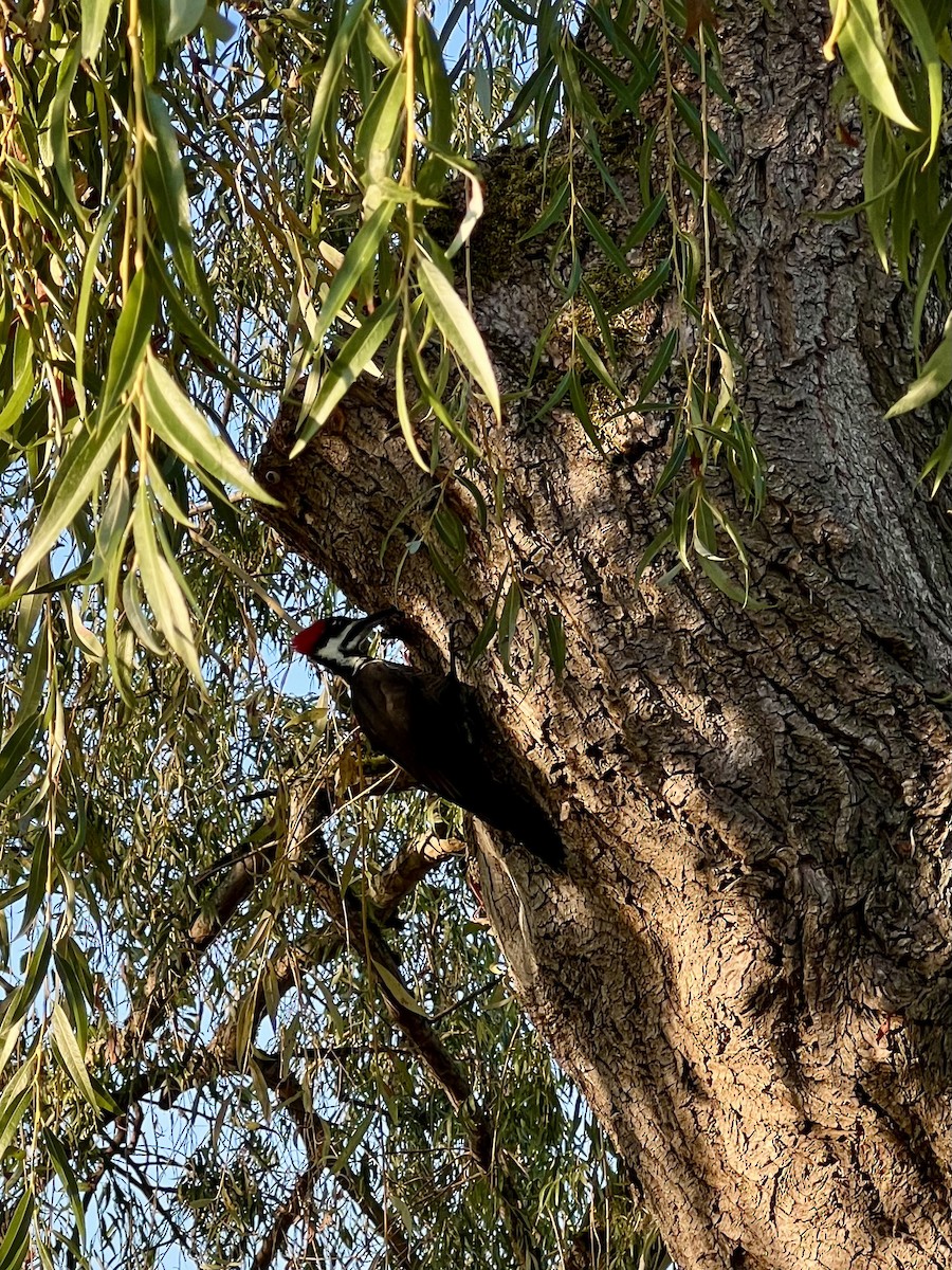 エボシクマゲラ - ML643057871