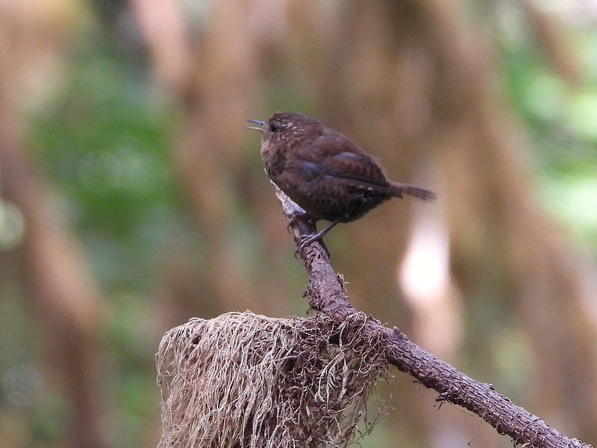 Pacific Wren - ML643057874