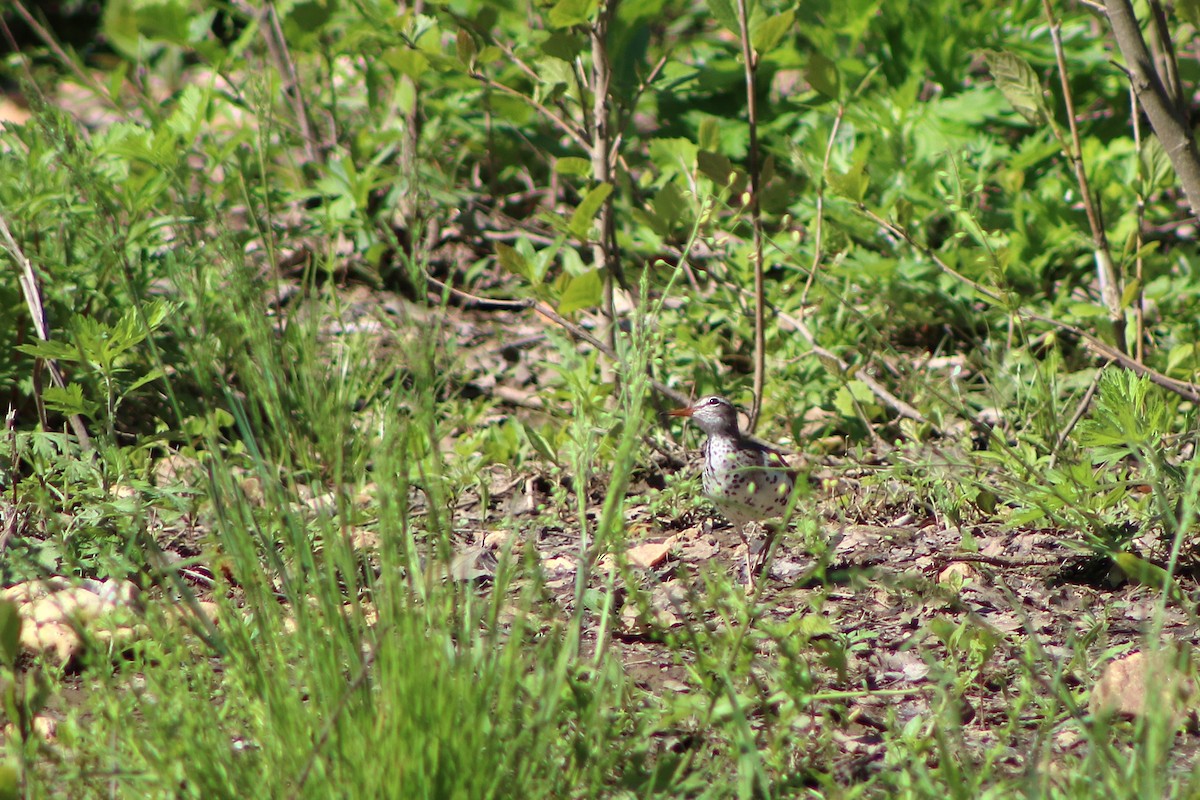 Spotted Sandpiper - ML643057875