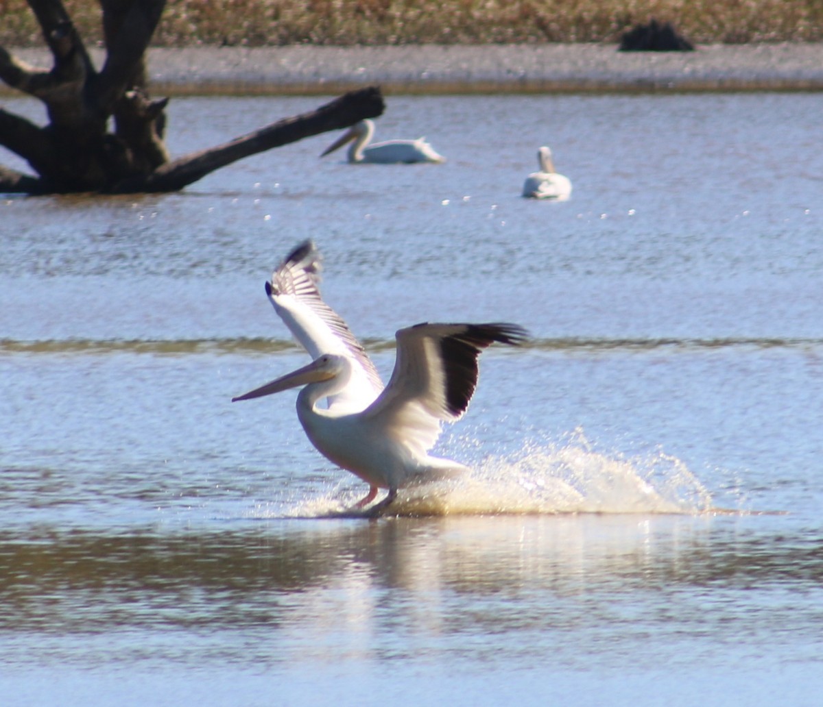 American White Pelican - ML643057884