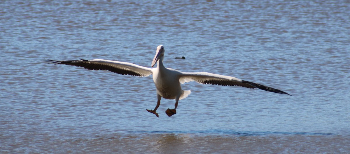 American White Pelican - ML643057885
